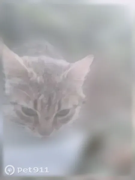 Found cat, East D Street, 9030, Tacoma - female, light gray with salmon stripes - photo