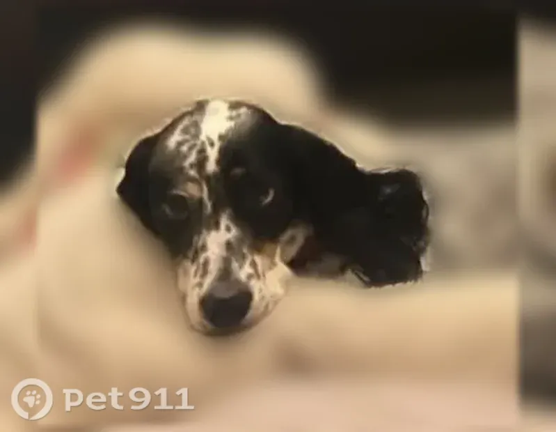 Lost dog, Crouse Road, 9600, Hartland Township, Hartland - female English setter Jasmine - photo