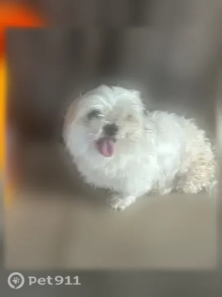 Found dog, Old Plank Road, Jacksonville — white, very sweet - photo