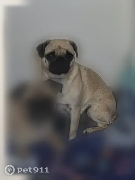 Lost dog, Cottonwood Avenue, 22055, Moreno Valley - female - photo