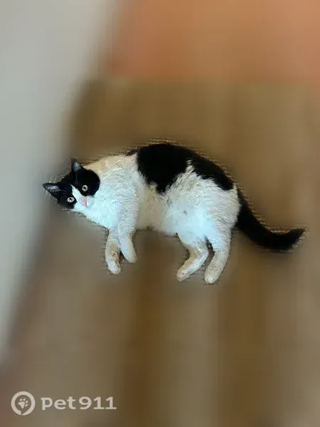 Lost cat, Avenida Munoz, 14244, Riverside, Arlington - female, black and white, medium short hair - photo