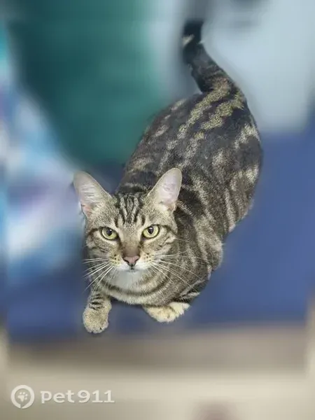 Lost cat, Southeast 85th Place, 17705, Ocklawaha - Bengal, chipped and spayed - photo