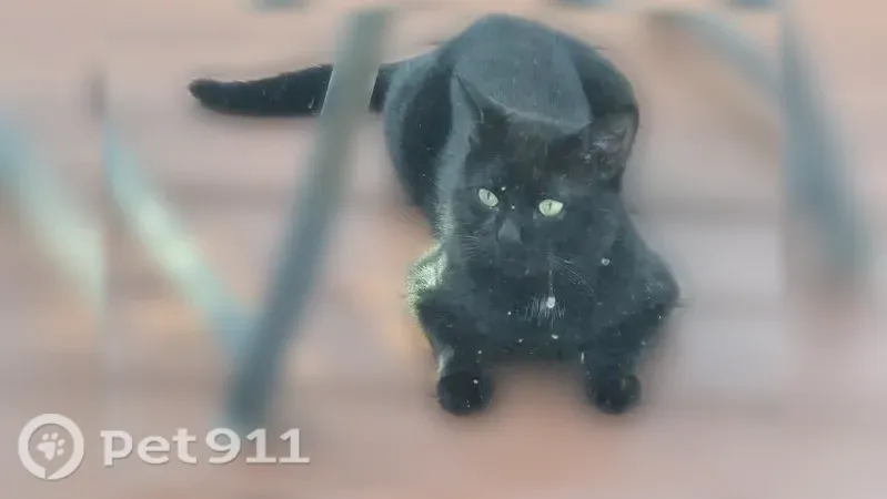 Found cat, Benedict Street, East Providence, Rouses Point — all black, skittish - photo
