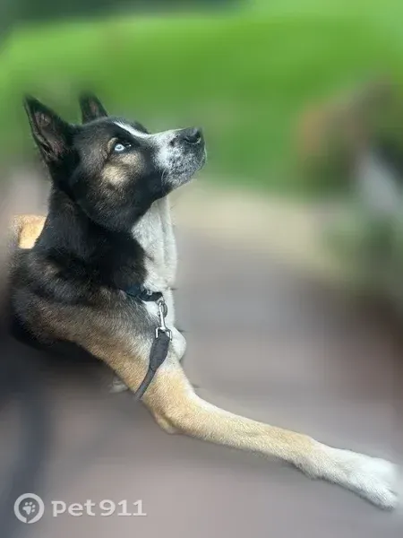 Found dog, West State Route 22, Illinois, Arlington - male husky mix - photo