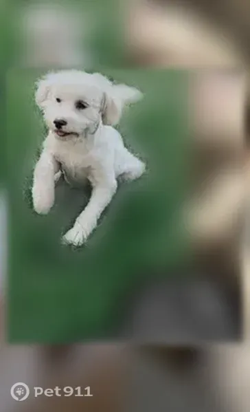 Lost dog, Gidda Loop, 554, Yuba City - female puppy - photo