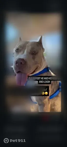 Lost dog, Broadway Boulevard, 2716, Garland - blue harness - photo