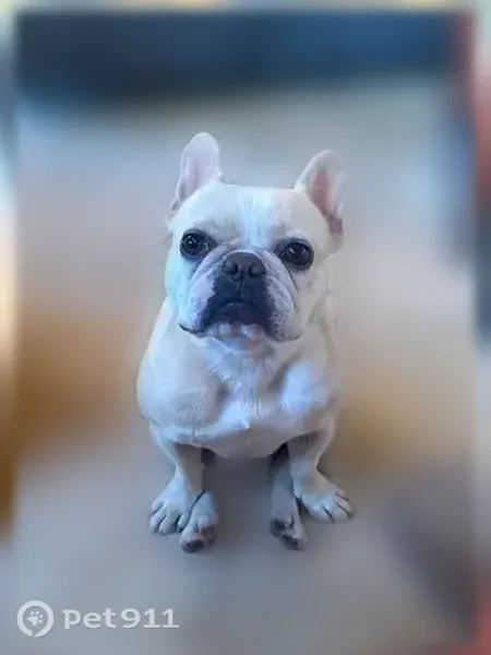 Lost dog, East 2nd Street, 210, Kansas City - female - photo
