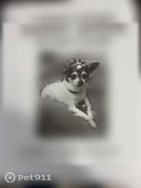Lost dog, North Riverwoods Road, 2510, Riverwoods - female rat terrier - photo