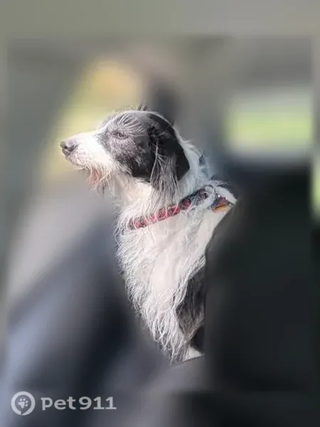 Lost dog, Old Carolina Road, 129, Rocky Mount - female, 12 years old, deaf - photo