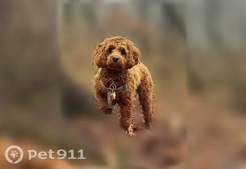 Lost dog, Mount Zion Road, 51, Carlisle, Mechanicsburg — female auburn cockapoo - photo