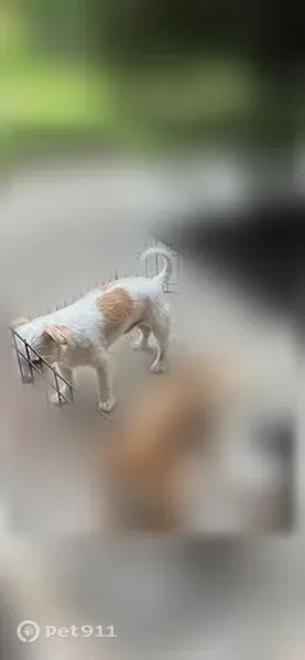 Lost dog, Northwest 13th Street, 289, Pompano Beach - male - photo