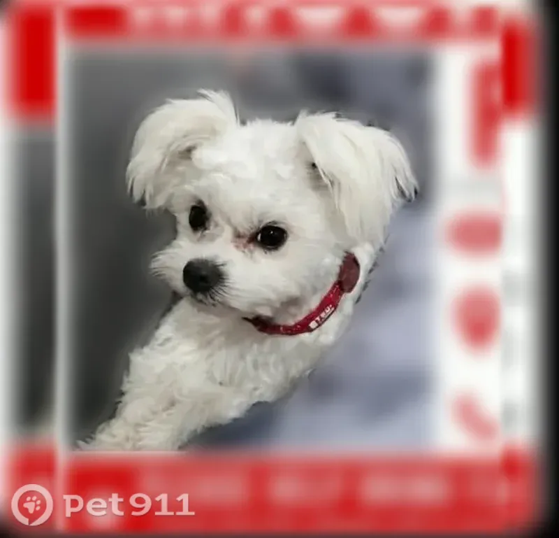 Lost dog, Southeast 3rd Avenue, 1150, Canby - small white male - photo