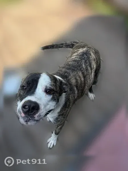 Found dog, Calks Ferry Road, 504, Lexington — female mix breed pit - photo