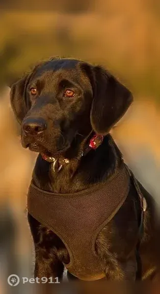 Lost dog, Key Way, Oregon, Arlington - female, all black, turquoise collar - photo
