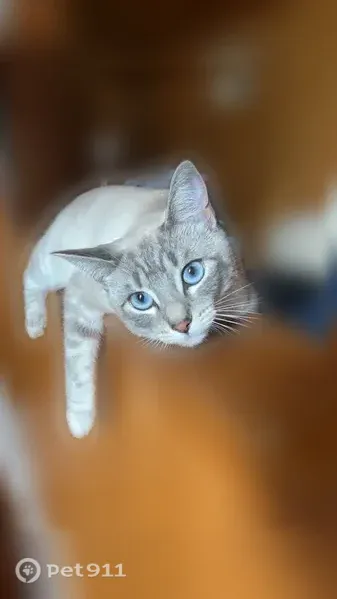 Lost cat, Morross Street, 14786, Dearborn - female, white and grey with bright blue eyes - photo