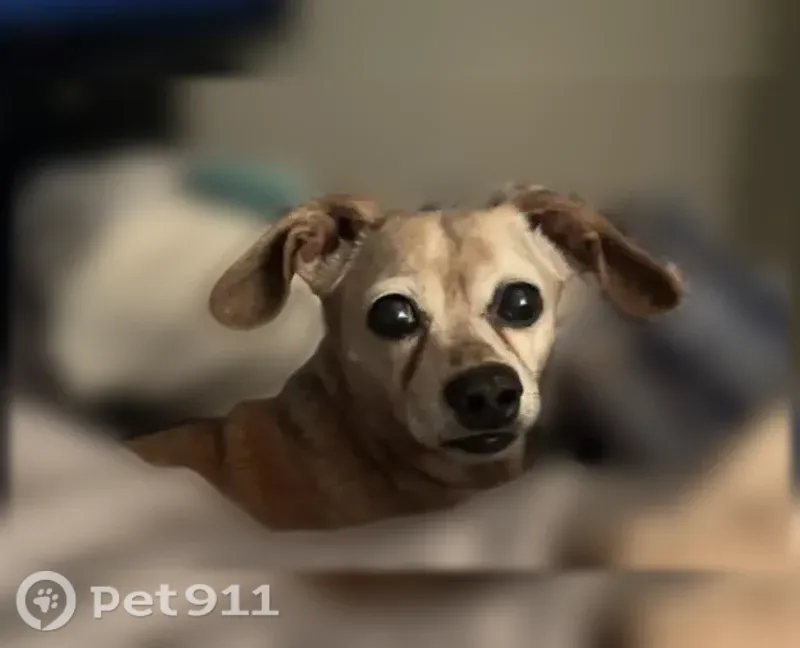 Lost dog, Williams Boulevard, 916, Kenner, Kenner - female dachshund mix, copper, 14 years old - photo