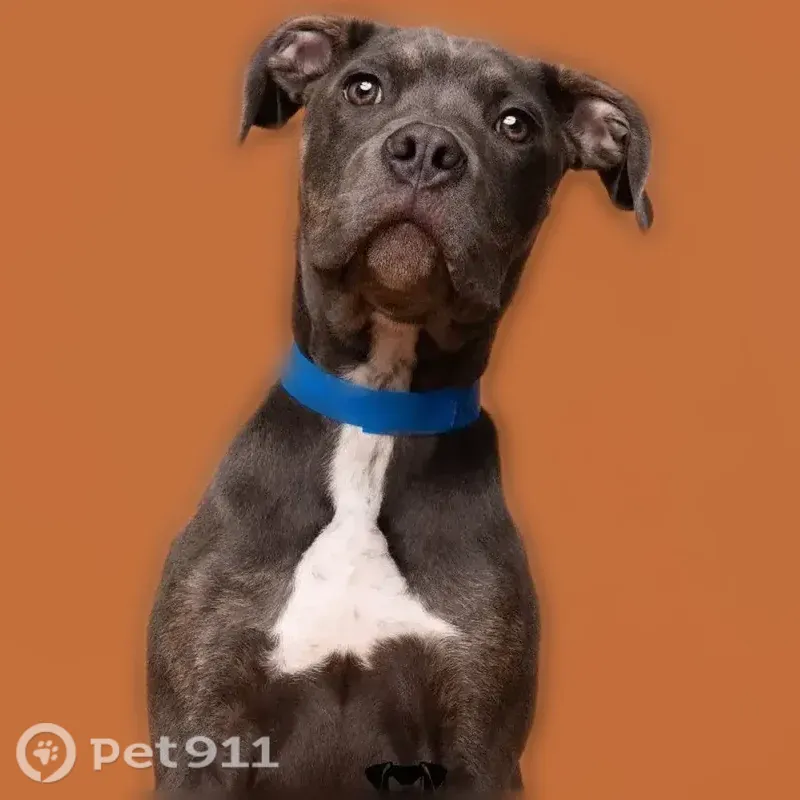 Lost dog, South Star Drive, Ruskin, Arlington — wearing a colorful collar - photo
