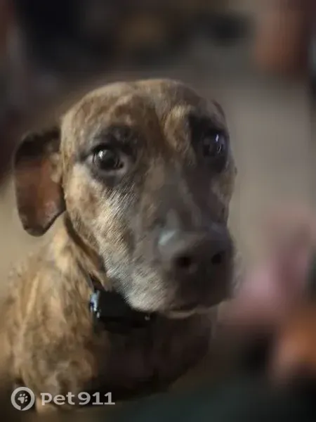 Lost dog, Southwest Baker Street, 825, McMinnville - brindle, pitbull mix - photo