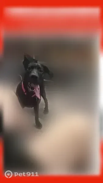 Lost dog, 15th Street, 509, Rupert - female, black coat, pink collar - photo
