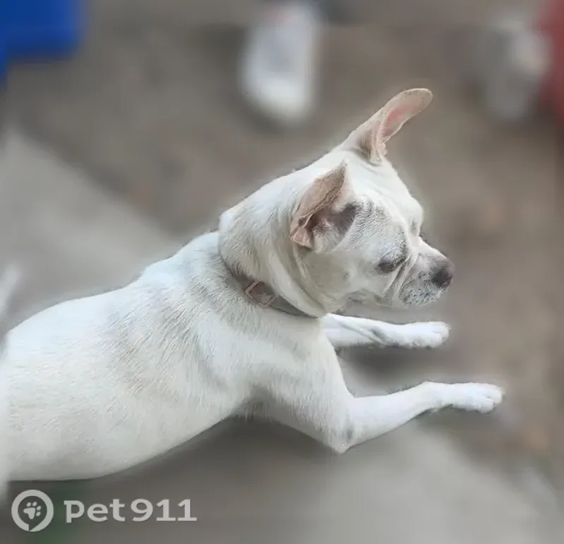 Lost dog, Rose Avenue, 64, Medford - photo