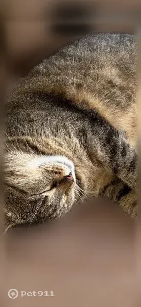 Lost cat, Martha Road, Florida, New York - photo