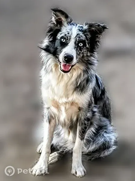 Lost dog, 220th Street, 3160, Williams, Fort Dodge — female Australian Shepherd with blue eyes - photo
