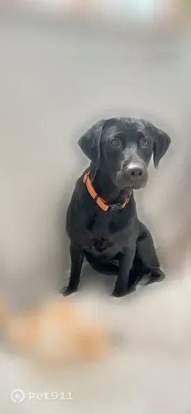 Lost dog, Lobouy Road, 11089, Pass Christian - female, very shy - photo