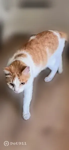 Lost cat, Brighton Bay Lane, 12414, Jacksonville - photo