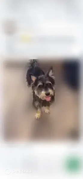 Lost dog, Amite Drive, 103, Lafayette - male, blue leash - photo