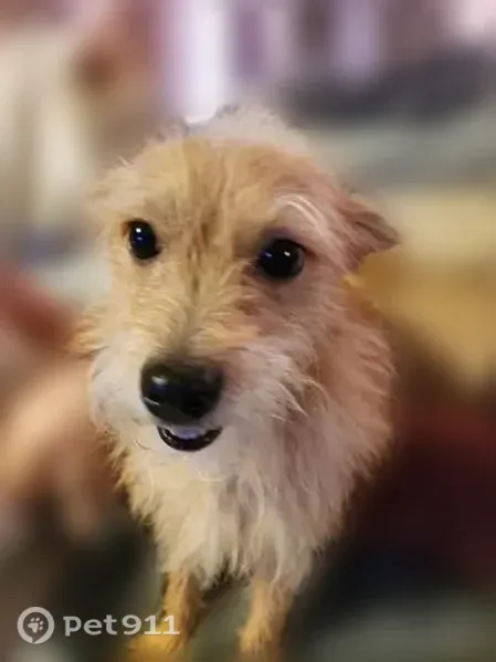 Lost dog, Muldoon Road, 2221, Anchorage - light brown, bark collar - photo