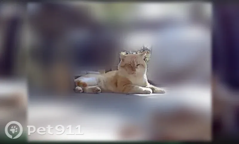 Lost cat, West 23rd Street, 402, Russellville - male orange tabby with squinty left eye - photo