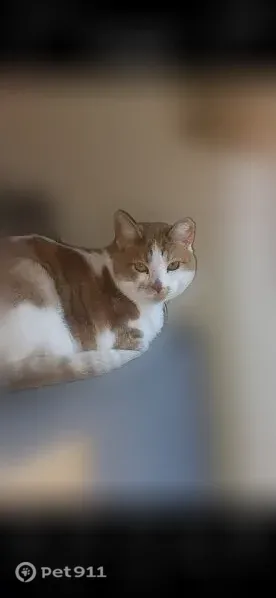 Lost cat, Chemult Common, 46863;46867;46871;46875;46879;46883;46887;46891;46895;46899;46903;46907, Fremont - orange and white tabby with a tipped ear - photo