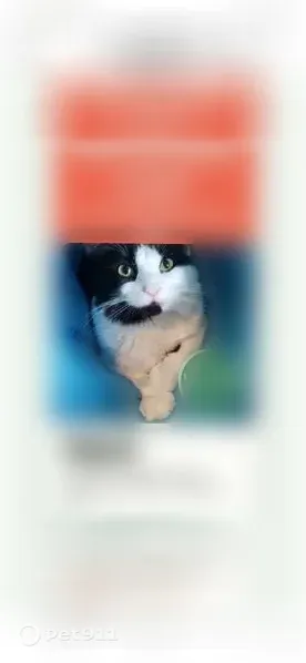 Lost cat, Town of Seneca, Wisconsin, Wisconsin Rapids - white fluffy male - photo