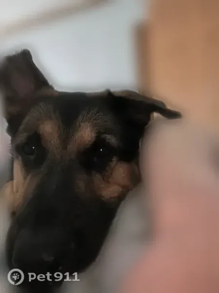 Lost dog, Londoncrest Court, 2484, Columbus - large male German Shepherd with bent ears - photo