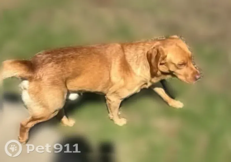 Lost dog, New Boston, Ohio, Portsmouth — male, dark tan/brown - photo