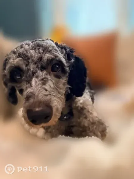 Lost dog, Revolution Court, Delaware, Philadelphia — male, scared mini bernedoodle - photo