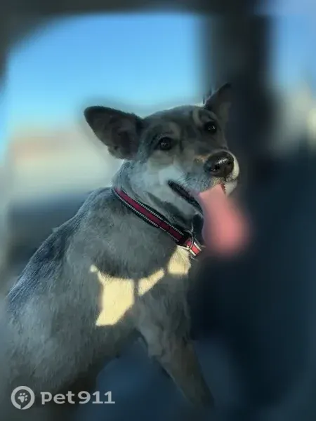 Lost dog, Niagara River, Youngstown — female, shaved coat, black and red collar - photo