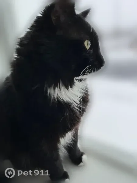 Lost cat, East Half Timber Way, 4311, Eagle Mountain - male, black fluffy coat, green eyes - photo