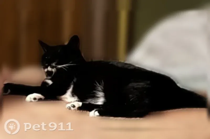 Lost cat, Westhaven Drive, 119, Kettering — female, microchipped - photo