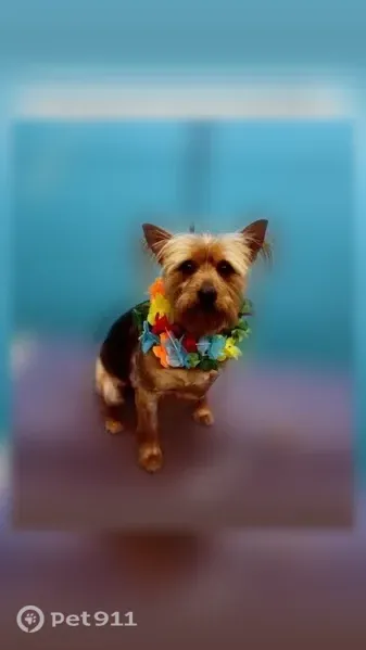 Lost dog, Cambridge Street, 2044, Montrose - responds to Maxi - photo