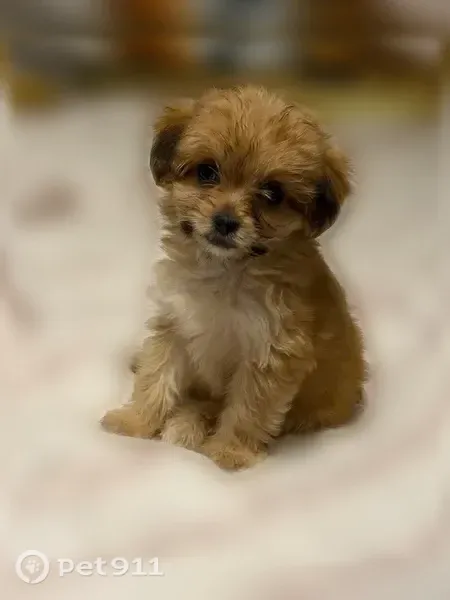 Lost dog, Burnt Creek Way, 726, Atlanta - small brown female puppy - photo