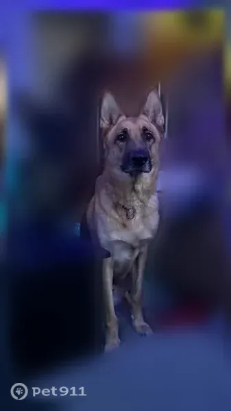 Lost dog, Hackers Creek Road, 1322, Jane Lew, Jane Lew - female, black with tan legs and belly, little nick in right ear - photo