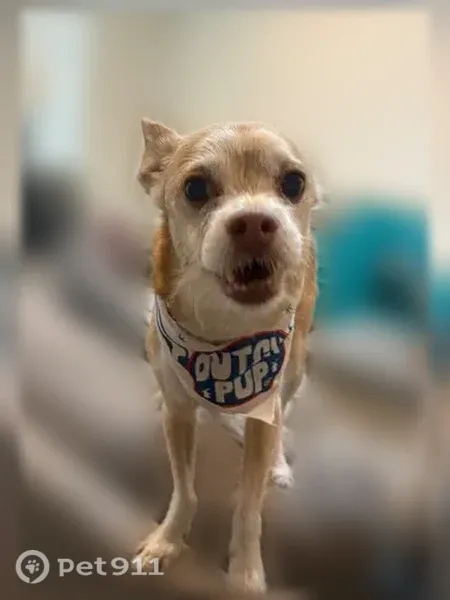 Lost dog, Jones Street, 441, Cedar Hill - tan, timid, microchipped - photo