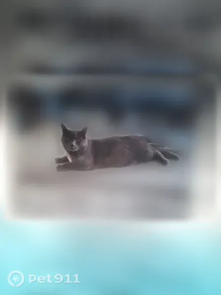 Lost cat, West Old Highway 66, 23025, Seligman — solid gray, neutered male - photo