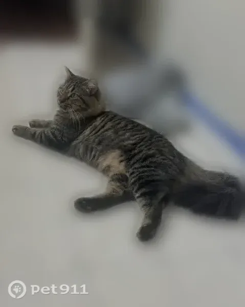 Lost cat, Matties Run Road, 98, Washington — female tabby with a big fluffy tail - photo