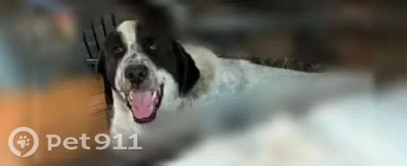 Lost dog, M A Perkins Trailway, 1001, Chino Valley - shy but very friendly - photo