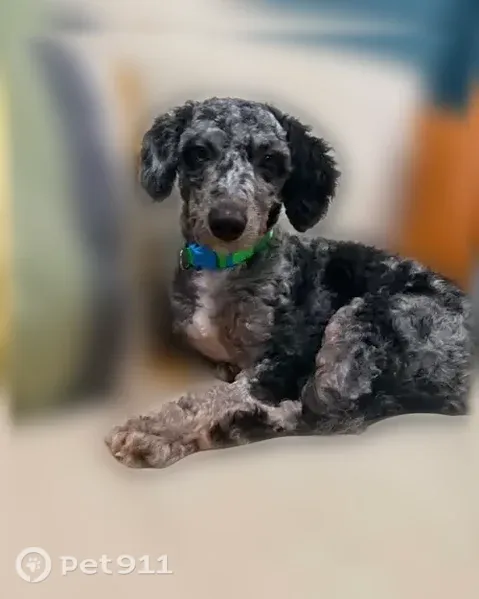 Lost dog, Revolution Court, Delaware, Philadelphia - male Bernadoodle, slipped his collar - photo