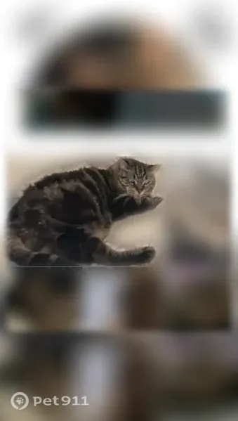 Lost cat, Falcon Drive, 24, Elmira — male, fixed and declawed - photo