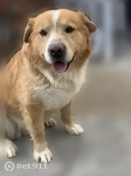 Lost dog, North Highland Street, 888, Memphis — went missing with another dog - photo