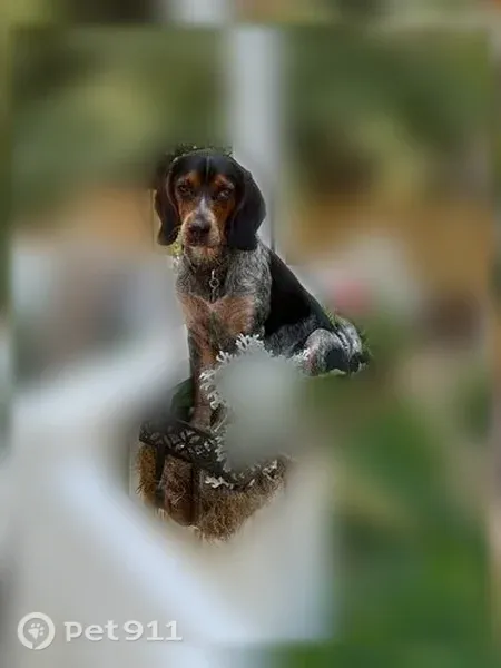 Lost dog, Squire Lane, 724, Marion, Saltville — male neutered - photo